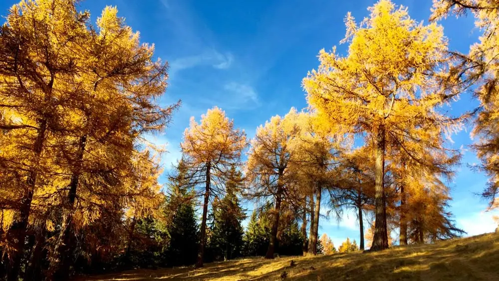 Helle Lärchen im Herbst auf der Alp Balavaux in Nendaz