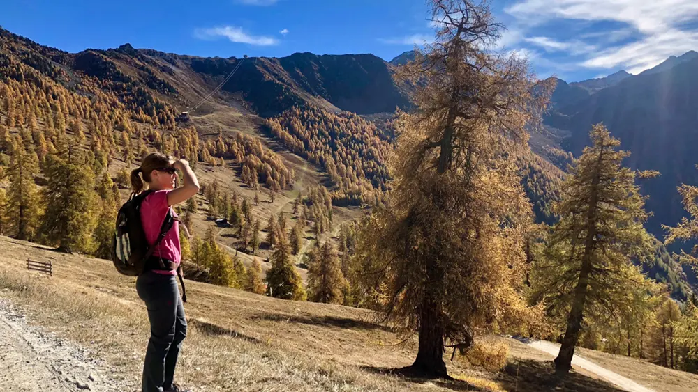 Wanderin auf der Alp Belavaux in Nendaz mit Lärchen