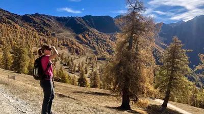 Lärchen von Balavaux