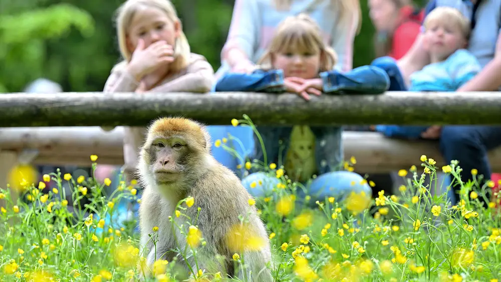 Besucher bestaunen einen Berberaffen auf einer Blumenwiese.