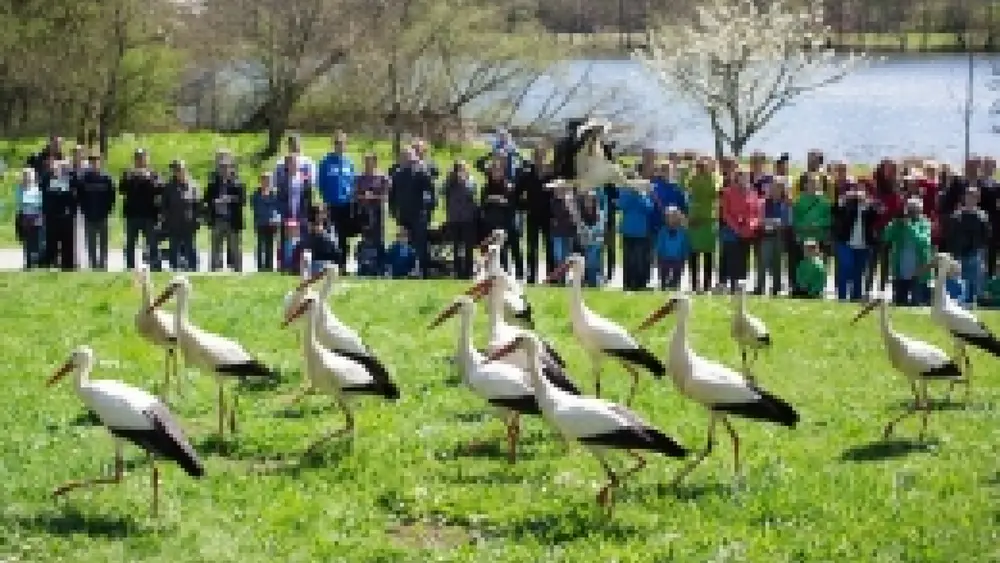 Storchenfütterung am Affenberg Salem