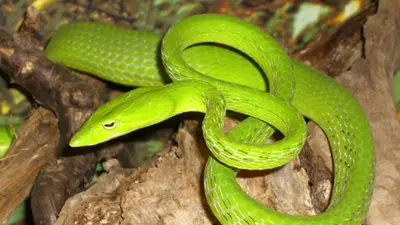 Reptilienhaus Unteruhldingen