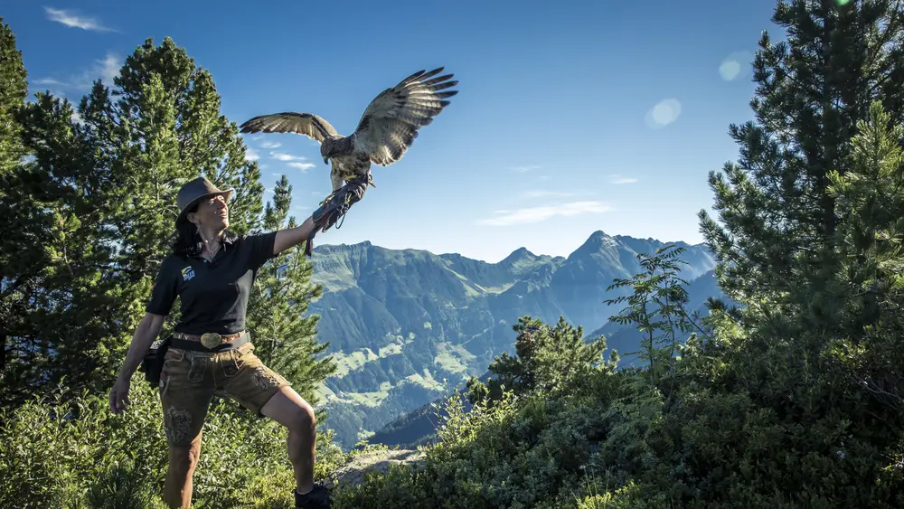 Greifvogel-Bühne auf dem Ahorn