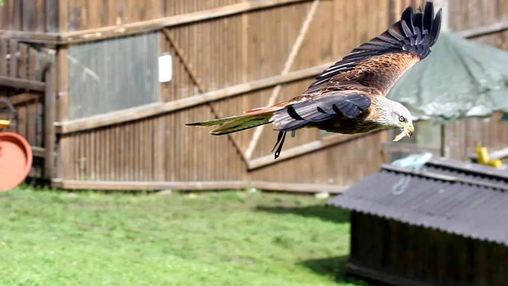 Greifvogel bei der Flugvorführung im Greifvogelpark in Telfes im Stubai