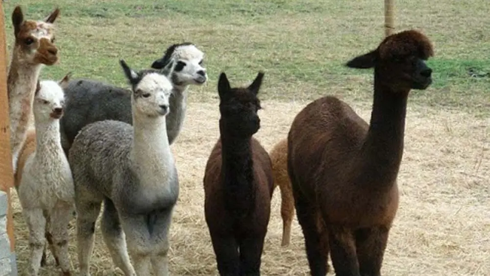 Alpaca-Ranch in Bad Gams