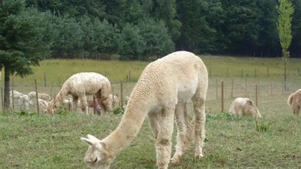 Alpaca Ranch in Bad Gams