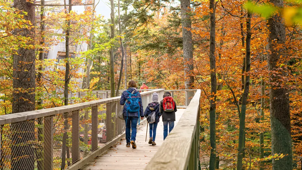 Herbst im Baumwipfelpfad Schwarzwald