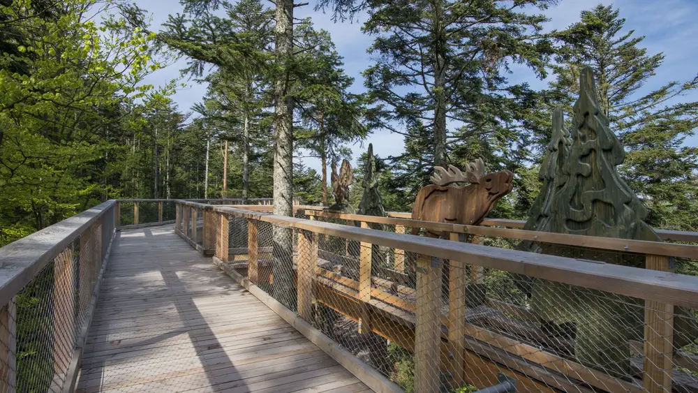 Baumwipfelpfad Schwarzwald