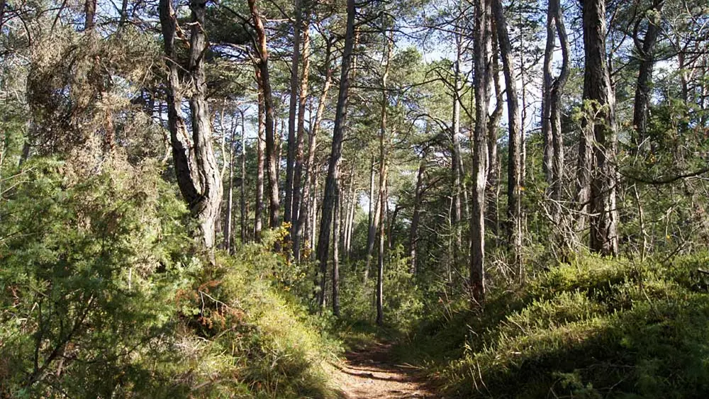 Blick auf den Geolehrpfad Forchet vom Haiminger zum Sautener Forst