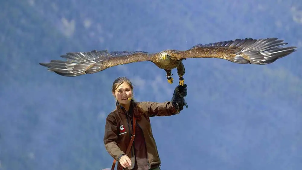 Adler und Falknerin bei der Flugvorführung im Ötztaler Greifvogelpark
