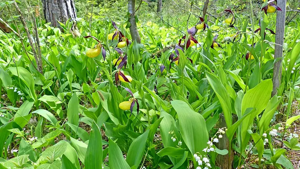 Frauenschuhblüte im Martinauer Auenwald