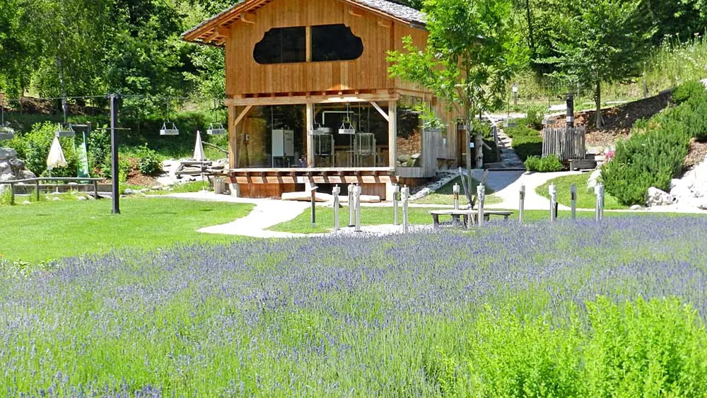 Lavendelfeld vor der Schaubrennerei im Vitalpinum Assling
