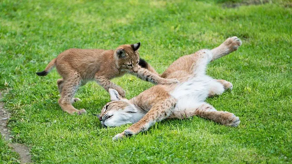 Luchse im Wildpark Assling
