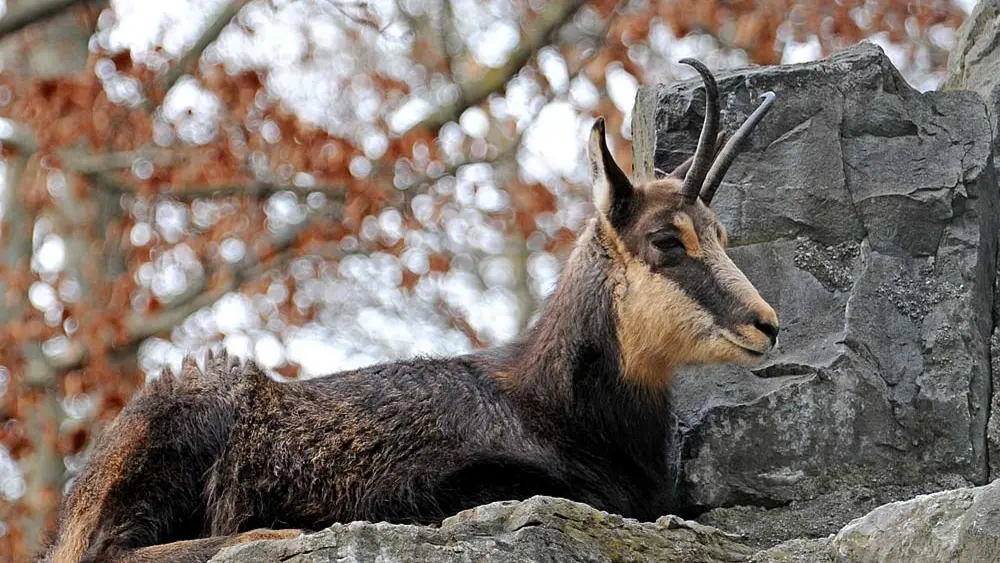 Gämse im Wildpark Feldkirch