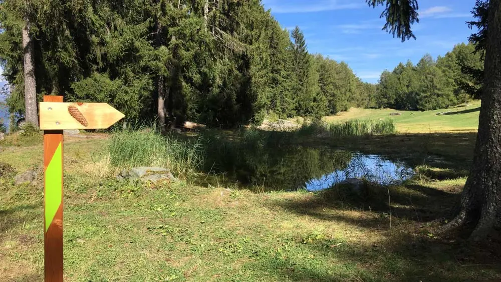 Hinweisschild Zapfenweg vor einem Teich im Wald