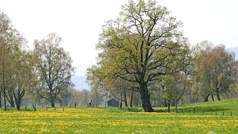 Radfahrer im Naturschutzgebiet Lauteracher Ried