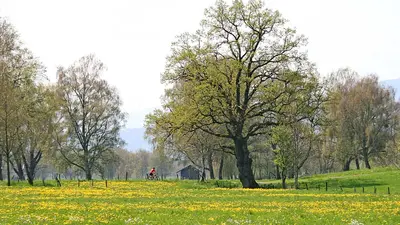 Naturschutzgebiet Lauteracher Ried