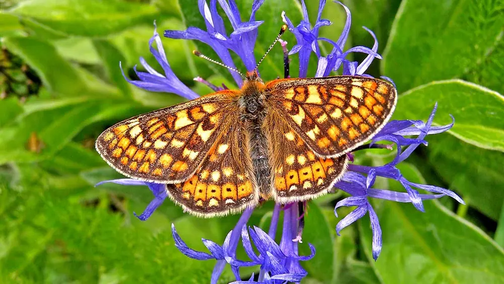 Skabiosen-Scheckenfalter auf einer blauen Blume