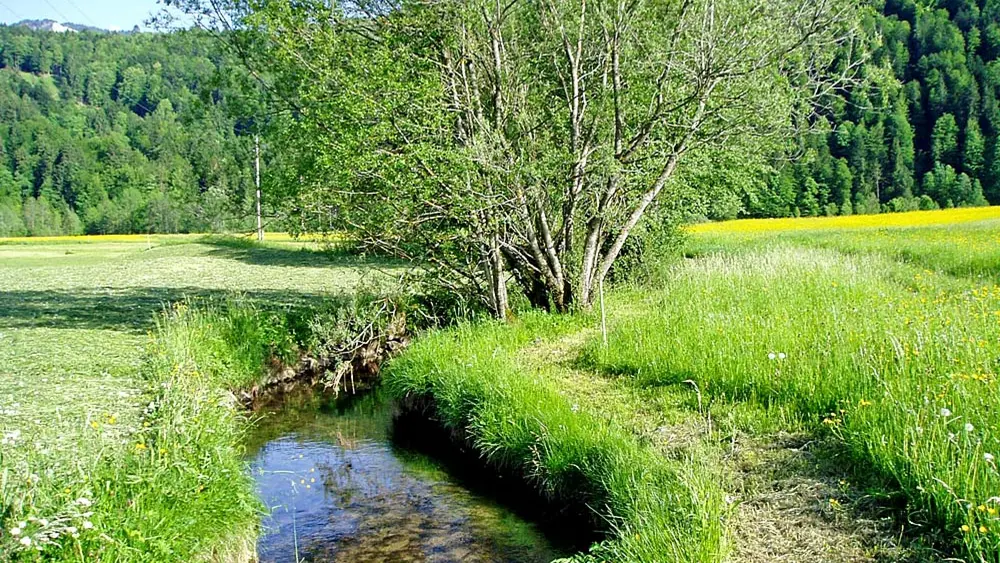 Blick auf das Bizauer Obermoos und den Barfußweg