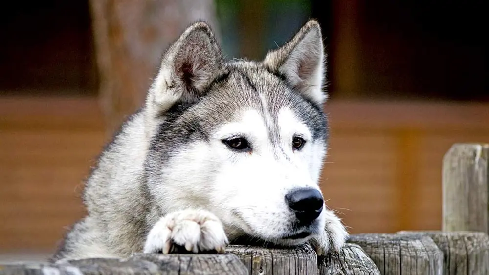 Ein Husky in seinem Gehege in der Husky-Lodge Muotathal