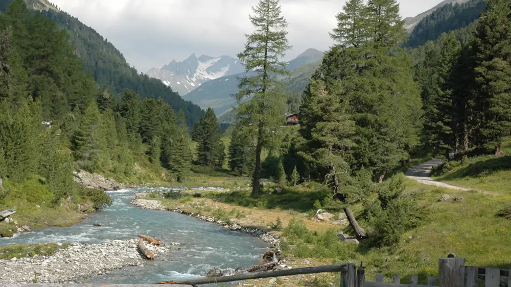 Zirbenwald im Defereggental
