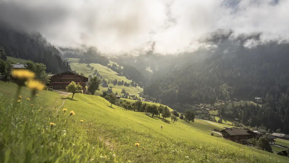 Blumenwiese auf dem Alpbachtaler Heimatweg