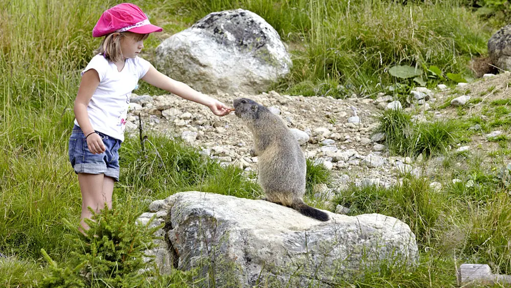 Mädchen füttert ein Murmeltier beim Wasserspielpark Murmliwasser in Serfaus