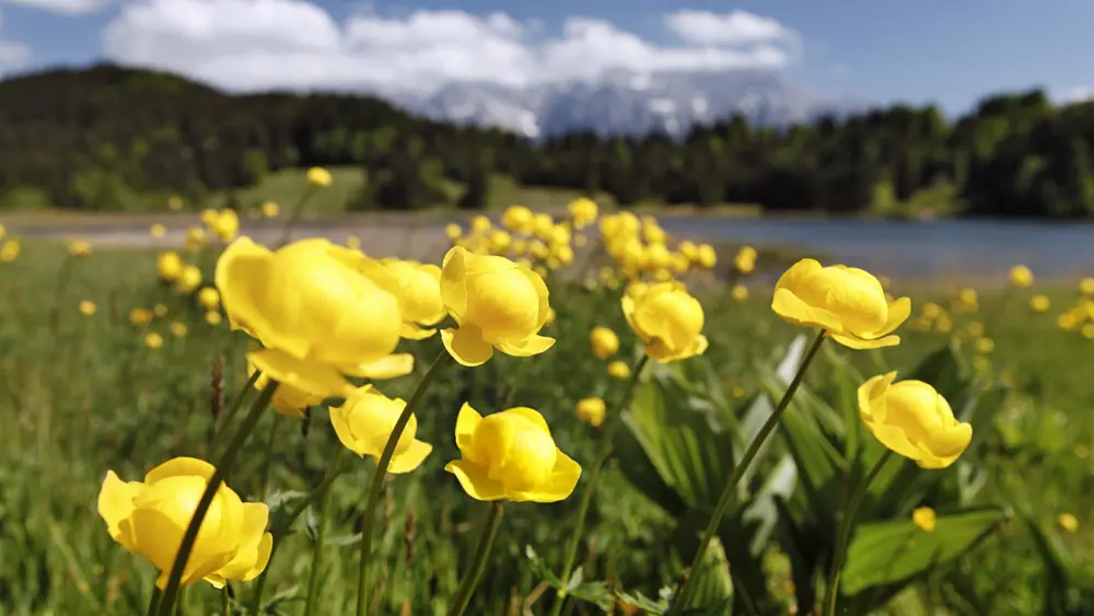 Wilde Natur rund um den Wildensee
