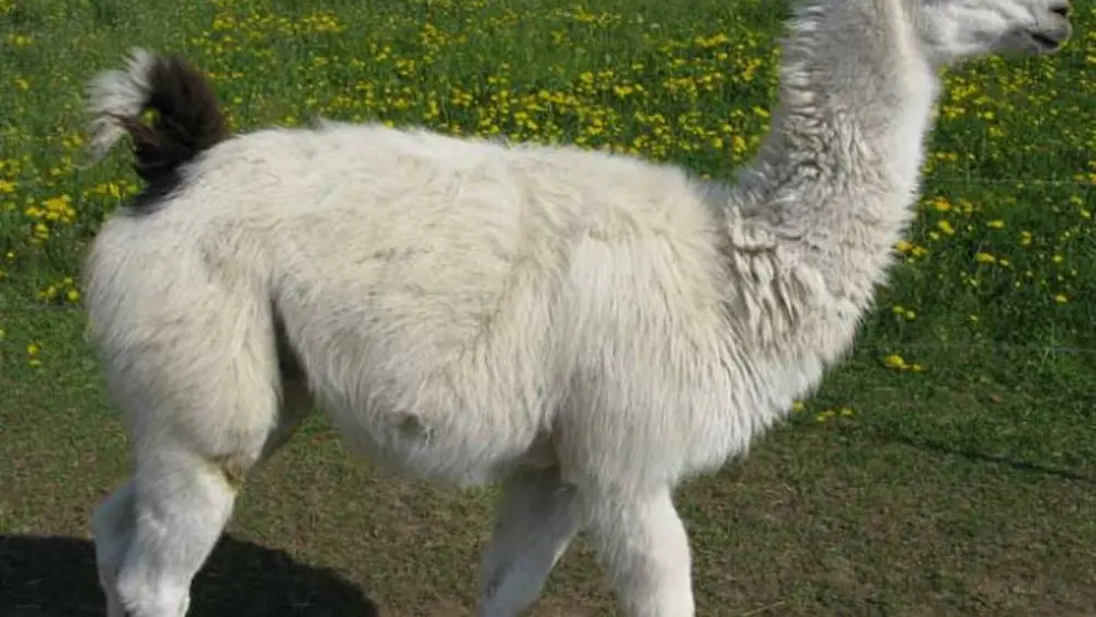 Blick auf das Lama Carlos