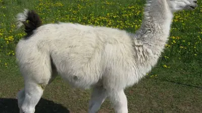 Lamatrekking in den Dolomiten