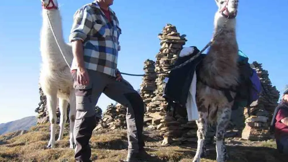 Wanderführer Klaus-Peter Schneeberger mit zwei Lamas