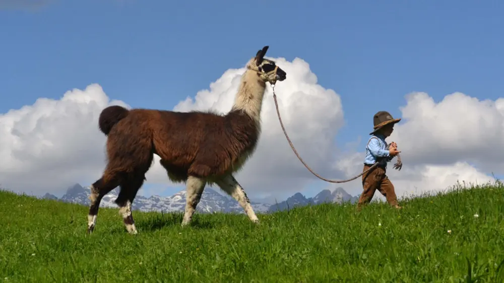 Kind beim Wandern mit Lama