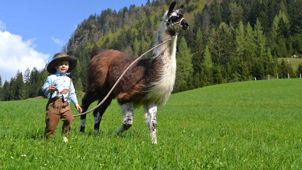 Spaziergang mit Lama