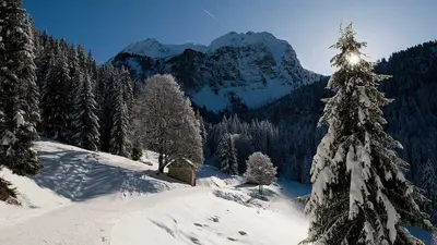Winterwanderweg mit Hütte zwischen Bäumen