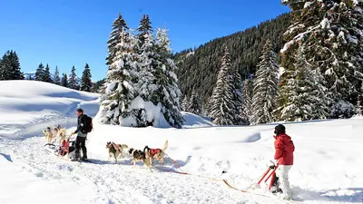Fahrt mit dem Hundeschlitten in Les Carroz