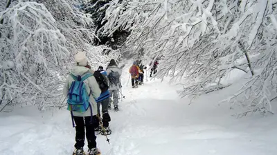Gruppe Schneeschuhwanderer im Wald