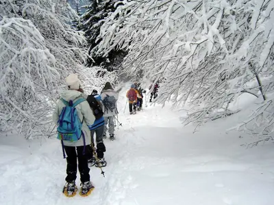 Gruppe Schneeschuhwanderer im Wald © OT Morillon Grand Massif