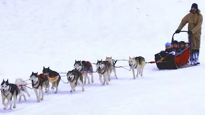 Hundeschlitten im Schnee
