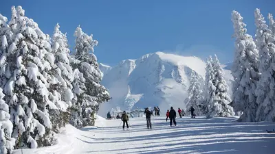 Skifahrer auf einer Piste zwischen Tannen