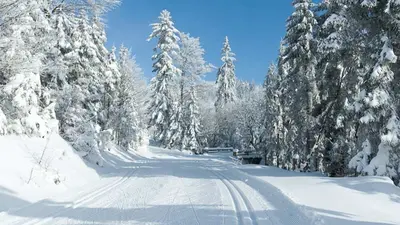 Gespurte Loipe mit Wanderweg im Wald