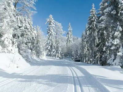 Gespurte Loipe mit Wanderweg im Wald © Tourist-Info Drachselsried