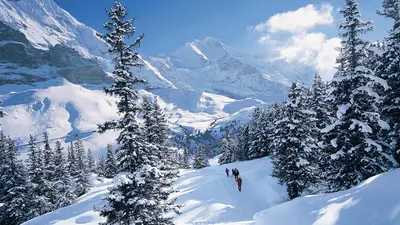 Kleine Scheidegg Arvengarten