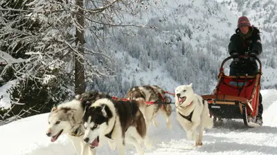 Husky Village In Arnoga, Valdidentro