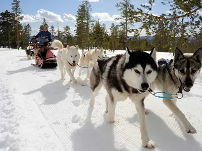 Hundeschlitten © Idre Fjäll