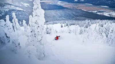 Snowboarder auf einem Treerun im Revelstoke Mountain Resort