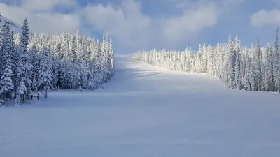 Schneebedeckte Bäume und Piste im Skigebiet Nakiska