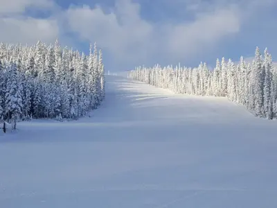 Schneebedeckte Bäume und Piste im Skigebiet Nakiska © Sophia Gould