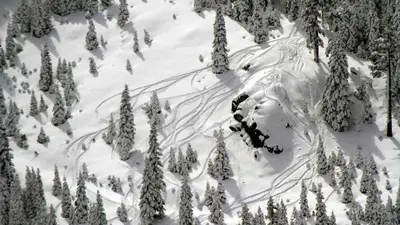 Tree Skiing im Tiefschnee