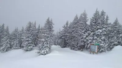 Neuschnee in Timberline