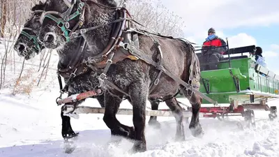 Fahrt Pferdeschlitten Seven Springs